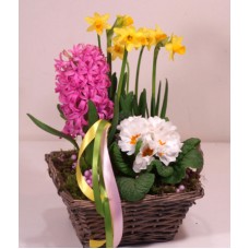 The garden of spring M